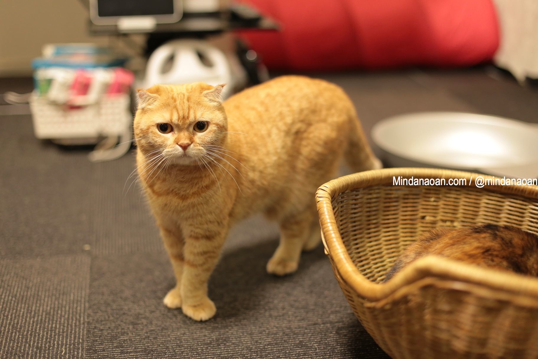 Cat Cafe Calico in Shinjuku Tokyo Japan Cat Cafe Calico in Shinjuku Tokyo Japan